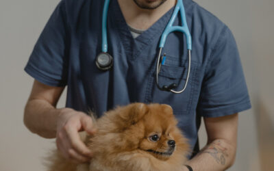 ¿Por qué son importantes las básculas veterinarias?
