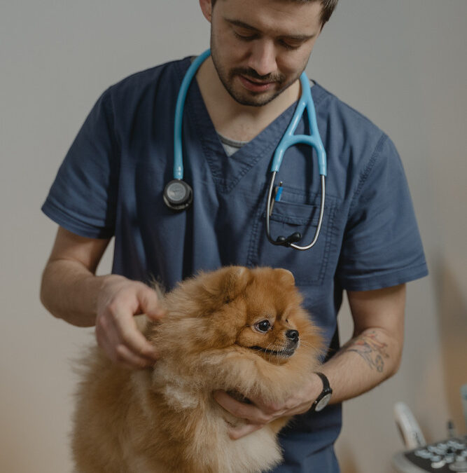 ¿Por qué son importantes las básculas veterinarias?